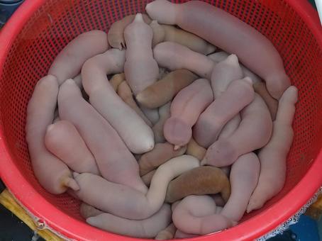 ユムシ ユムシ ユムシ,魚屋,魚介類の写真素材