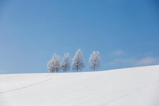 樹氷が輝く丘、青と白の世界に広がる清澄 雪原,樹氷,雪の写真素材