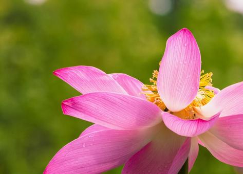 Photo, ancient lotus, lotus, lotus flower, 