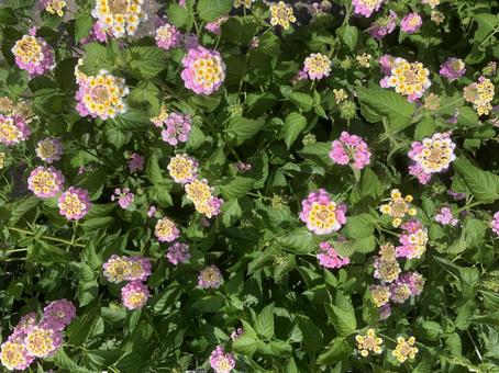 Photo, lantana, citihenga, kobanorantana, 