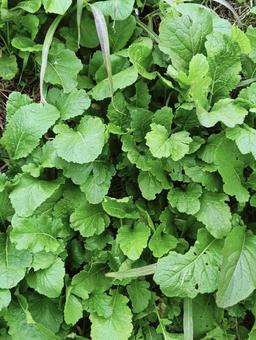 色々な葉っぱ140 色々,葉っぱ,緑の写真素材