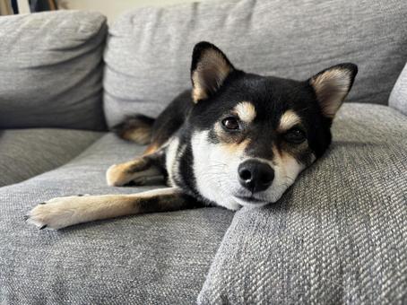 柴犬のくつろぎ 柴犬のくつろぎの写真