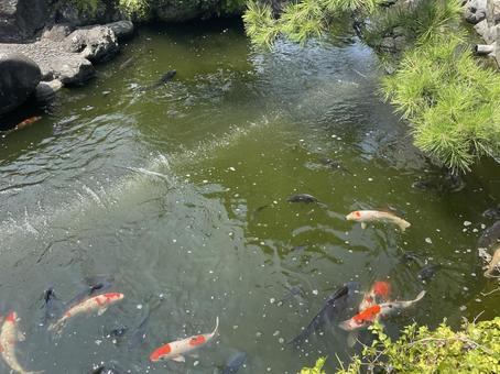 池に泳ぐ色鮮やかな錦鯉 鯉,錦鯉,池の写真素材