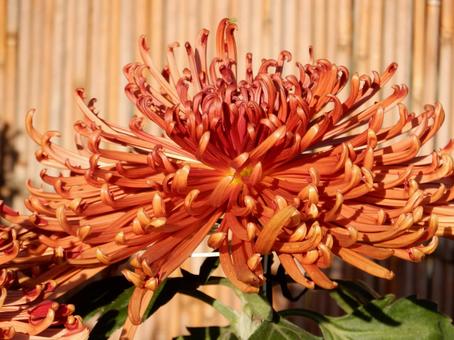 【風景写真】福山菊花展覧会の風景 キク,菊,菊花展の写真素材