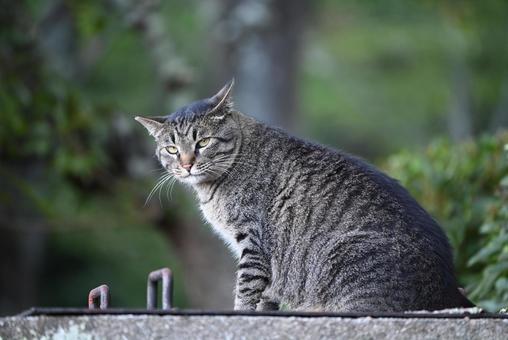 京都 哲学の道の猫ちゃん達 ① 京都 哲学の道の猫ちゃん達 ① さくら耳,去勢,キジネコの写真素材