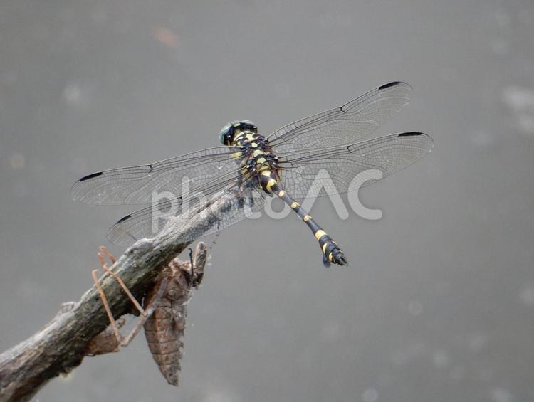 【昆虫写真】ウチワヤンマ（団扇蜻蜒） ウチワヤンマ,団扇蜻蜒,蜻蛉の写真素材