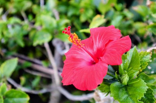 ハイビスカス ハイビスカス ハイビスカス,花,赤の写真素材