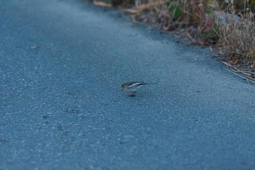 地面を見つめるハクセキレイの若鳥 ハクセキレイ,セキレイ科,若鳥の写真素材