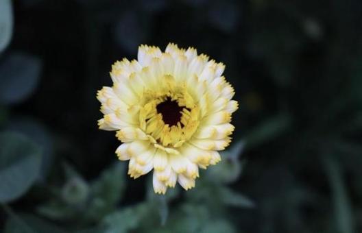 花4 花4の写真