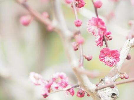 梅の花のクローズアップ　春の背景素材 梅,梅の花,自然の写真素材