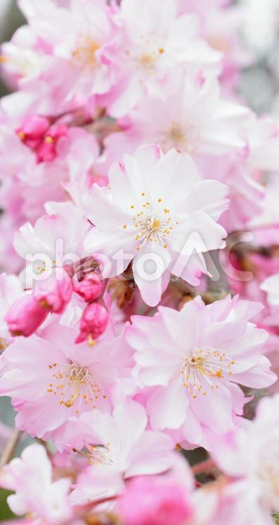 しだれ桜、桜、シダレザクラ さくら,桜,サクラの写真素材