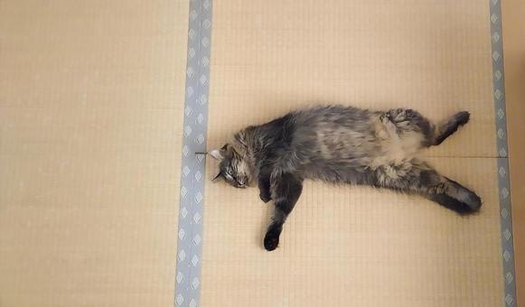 ねこ ねこ 夏,暑い,熱中症の写真素材