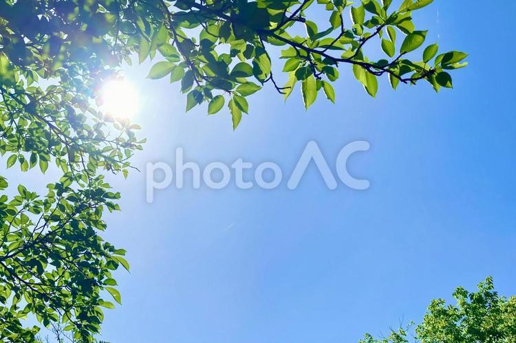 木漏れ日のフレーム② 木漏れ日,太陽,光の写真素材