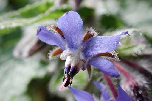 ボリジ・瑠璃のクローズアップ ボリジ,草花,春夏秋の写真素材