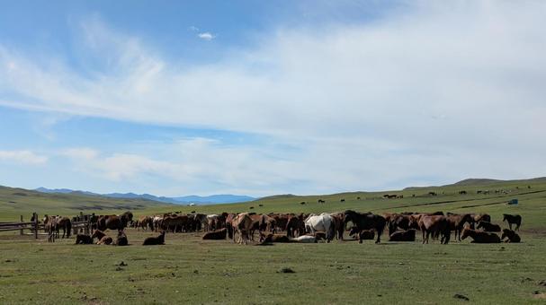 夏のモンゴル草原に放牧されている馬の群れ モンゴル,馬,群れの写真素材