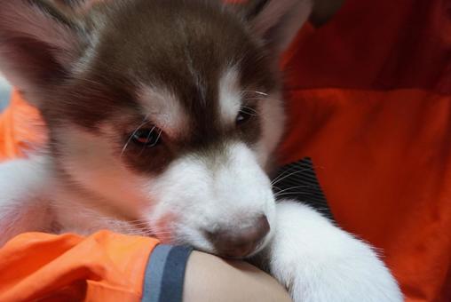 アラスカンマラミュートの赤ちゃん アラスカンマラミュート,アラスカン・マラミュート,子犬の写真素材