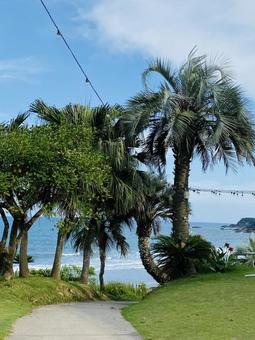 ヤシの木 ヤシの木,木,夏の写真素材
