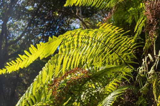 静岡県掛川市エコパの森散策路11月 日本,静岡県,掛川市の写真素材