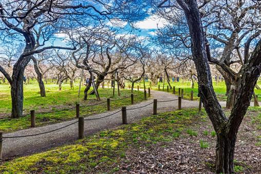 偕楽園公園　満開の梅園 偕楽園,花,梅の写真素材