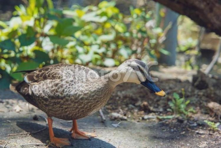 挨拶をする鴨 カモ,鳥,鴨の写真素材