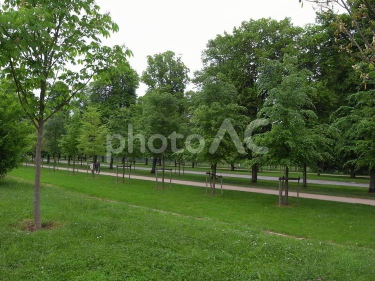 ヴェルサイユの庭の並木道 並木,並木道,散歩の写真素材