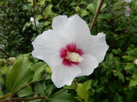 [Flower photo] White Rose of Sharon, JPG