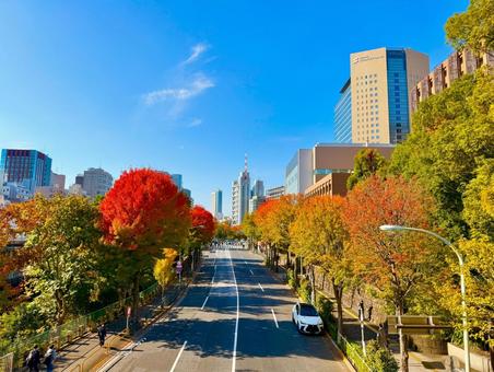 紅葉のストリートと御茶ノ水のスカイライン 青空,空,ブルースカイの写真素材