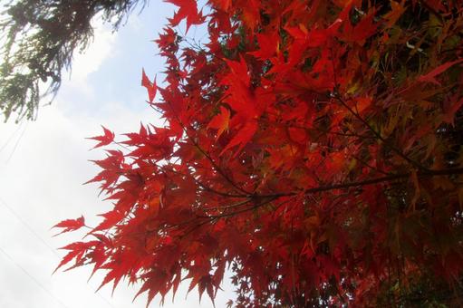 紅葉 紅葉の写真