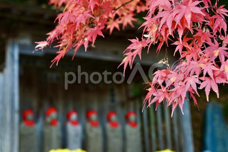 紅葉と地蔵 紅葉,もみじ,地蔵の写真素材