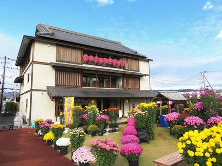 笠間市の菊まつり 菊まつり,笠間市,菊の写真素材