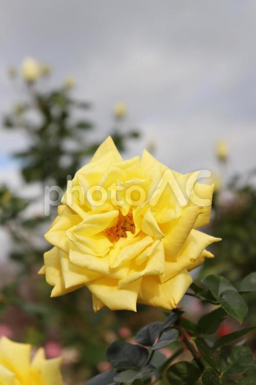日本生まれの黄色い薔薇、かぐや姫 薔薇,花,植物の写真素材