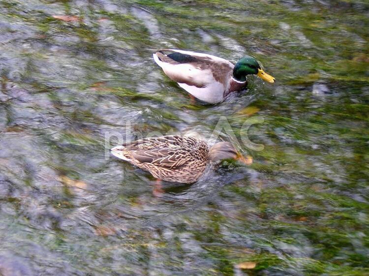 マガモ カモ,マガモ,黄色の写真素材