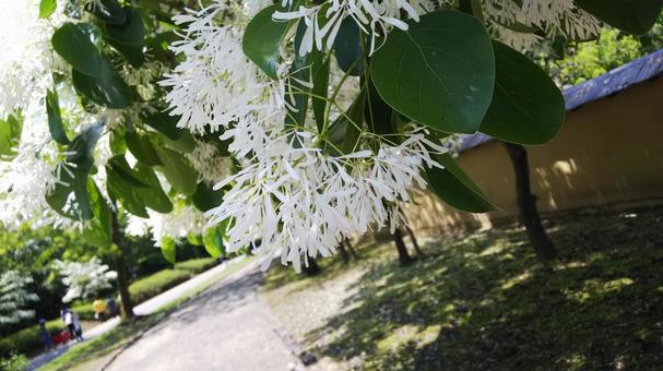 花 花の写真