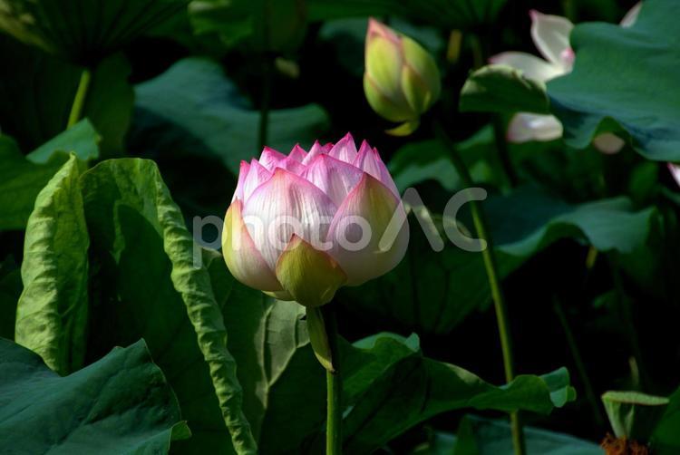 蓮の花　つぼみ　クローズアップ　風景 蓮,花,つぼみの写真素材