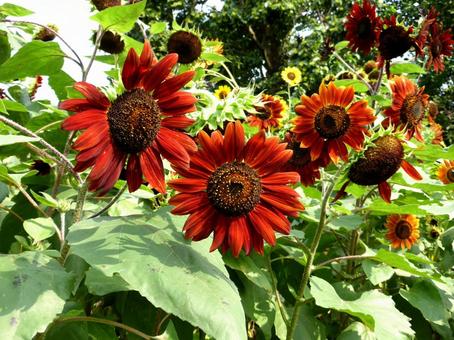 花壇に咲くヒマワリ・ムーランルージュ ヒマワリ,花,植物の写真素材