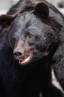 迫力満点の熊 熊,ツキノワグマ,動物の写真素材