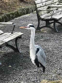 野鳥 野鳥の写真