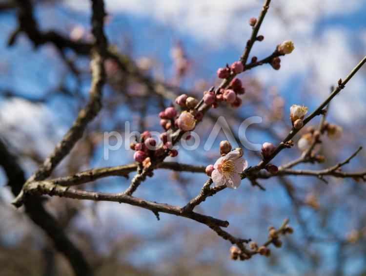 梅の花とつぼみ 梅,花,梅の花の写真素材