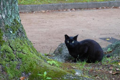 静寂の中の黒猫 黒猫,猫,動物の写真素材