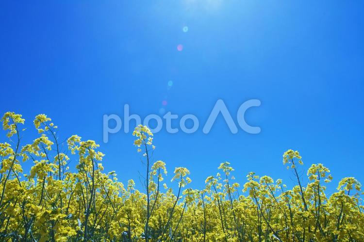 絶景のお花畑 菜の花,菜の花畑,花の写真素材