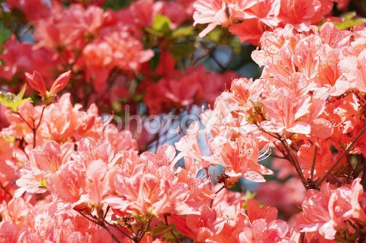 満開のつつじ つつじ,ツツジ,花の写真素材