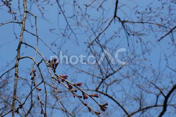 西行戻しの公園　咲き始めの蕾の桜の風景 松島,日本三景,観光名所の写真素材
