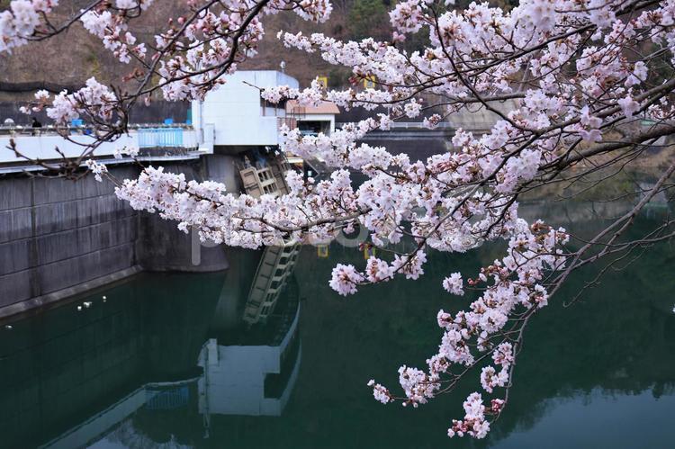 桜とダム湖面 天ケ瀬ダム,湖面,宇治市の写真素材