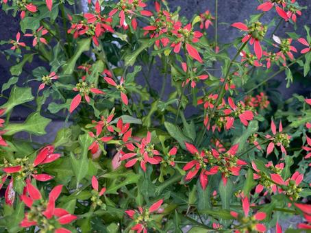 ショウジョウソウの赤い苞 猩々草,サマーポインセチア,帰化植物の写真素材