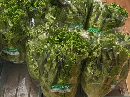 Photo, green, lettuce, vegetables, 