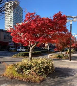 紅葉 紅葉の写真