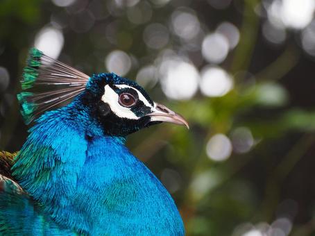 インドクジャク インドクジャク,クジャク,孔雀の写真素材