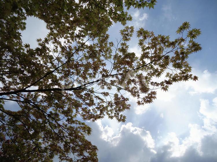 もみじ　カエデ　紅葉　楓 かえで,しょくぶつ,もみじの写真素材