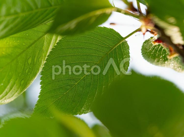 鮮やかな色の桜の葉 新緑,緑,植物の写真素材