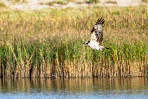 ミサゴ(78) ミサゴ(78)の写真